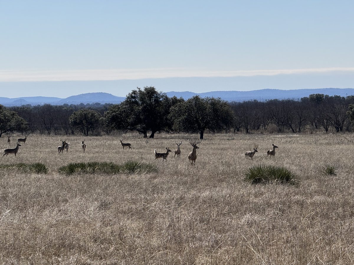 Whitetail deer herd